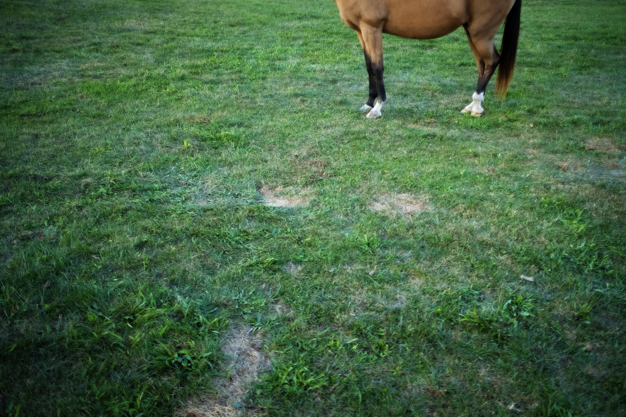 horse-parts-a-day-a-photo